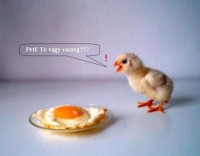 /album/kepgaleria-kezdolap1/vicces-k-pekcske-jpg/